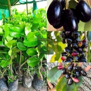 Thai King Black Seedless Jamun Plant - Image 2