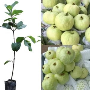 Thai7 Hybrid Grafted Guava Plant - Image 2