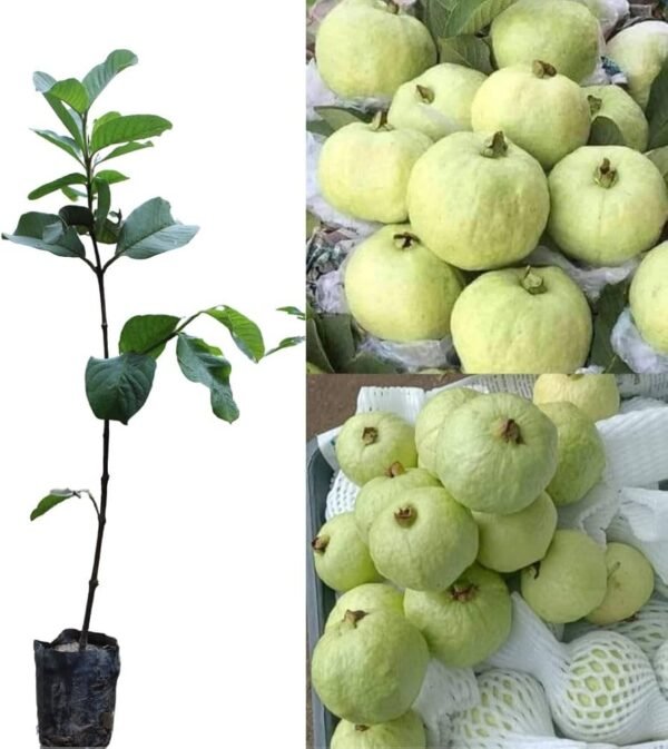 Thai7 Hybrid Grafted Guava Plant