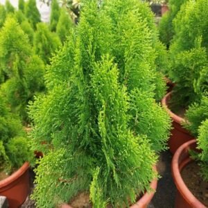 Morpankhi/Thuja/Jhau Oriental Live Plant - Image 2