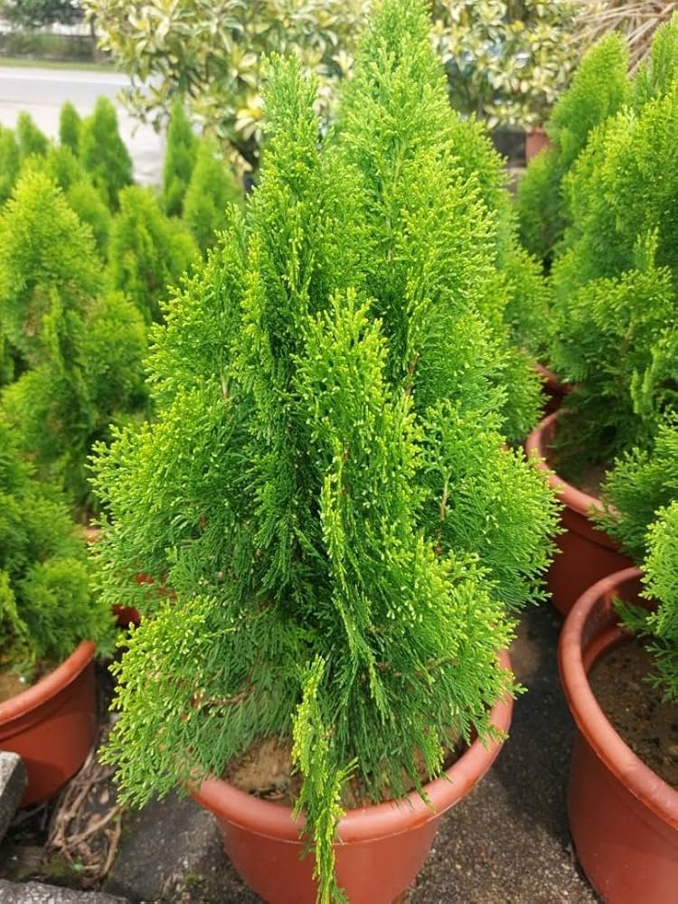 Thuja Oriental Live Plant - Image 2