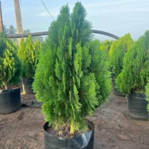 Morpankhi/Thuja/Jhau Oriental Live Plant - Image 3