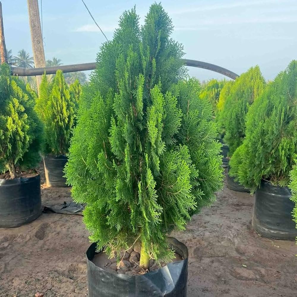 Thuja Oriental Live Plant - Image 3