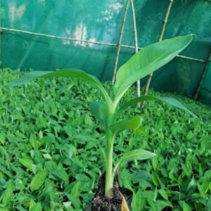 Grand Nine G9 Banana Plant - Image 2
