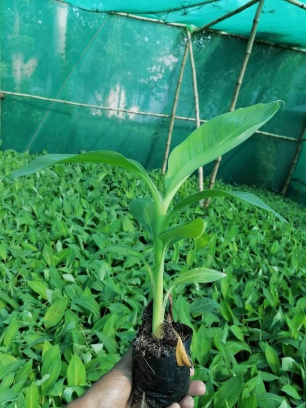Grand Nine G9 Banana Plant