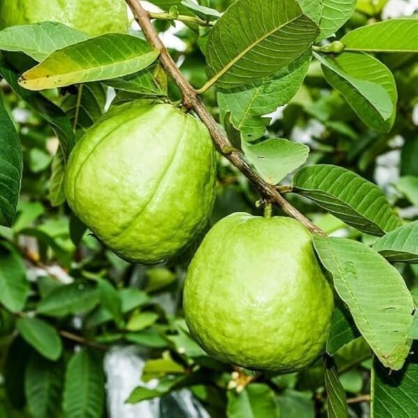 Thai7 Hybrid Grafted Guava Plant