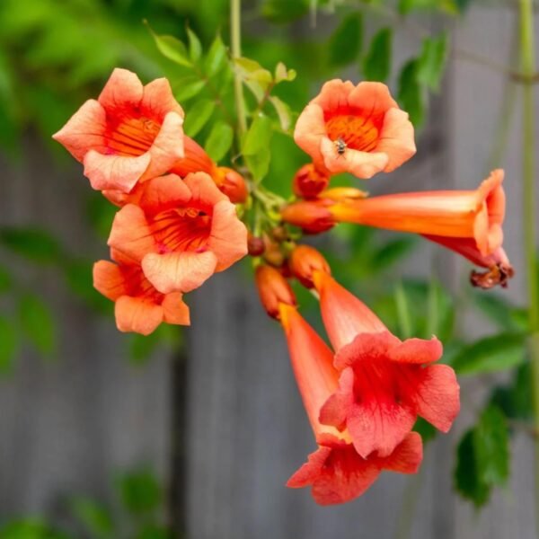 Trumpet Creeping Vine Flower Plant