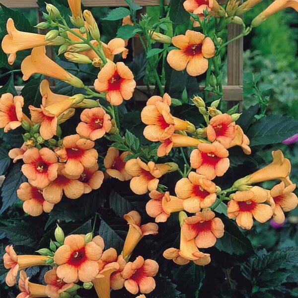 Trumpet Creeping Vine Flower Plant