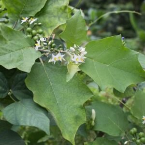 Usthikaya/Turkey Berry/Kundene Kayi Healthy Herbal Plant - Image 2
