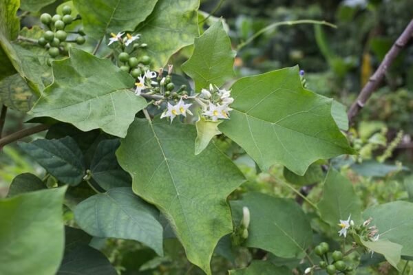 Usthikaya/Turkey Berry/Kundene Kayi Healthy Herbal Plant