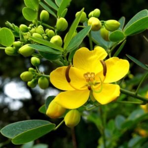 Nilavirai/Nelavarika/Senai/Sonamukhi/Swarnapatri Herbal Live Plant - Image 3
