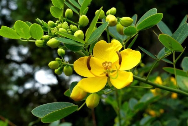 Nilavirai/Nelavarika/Senai/Sonamukhi/Swarnapatri Herbal Live Plant