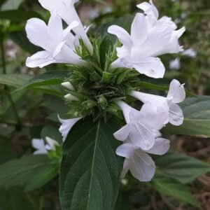 Vajradanti/Jhinti/Mullu Goranti/Shemmuli Herbal Live Plant - Image 3