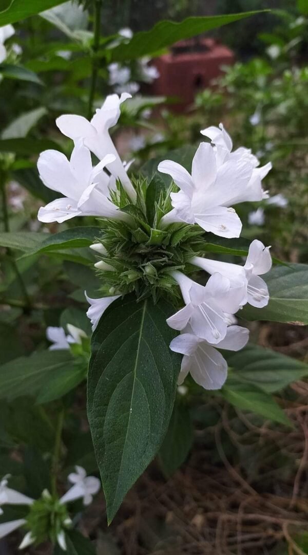 Vajradanti/Jhinti/Mullu Goranti/Shemmuli Herbal Live Plant