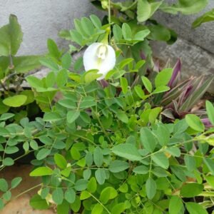 Butterfly Pea/Shankhpushpi/Aprajita Flower Live Healthy Plant - Image 2
