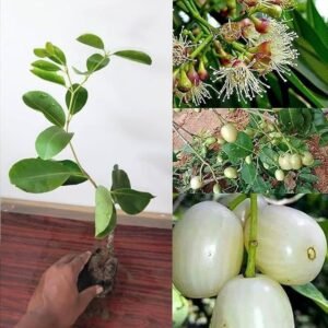 Hybrid White Jamun healthy plant - Image 2