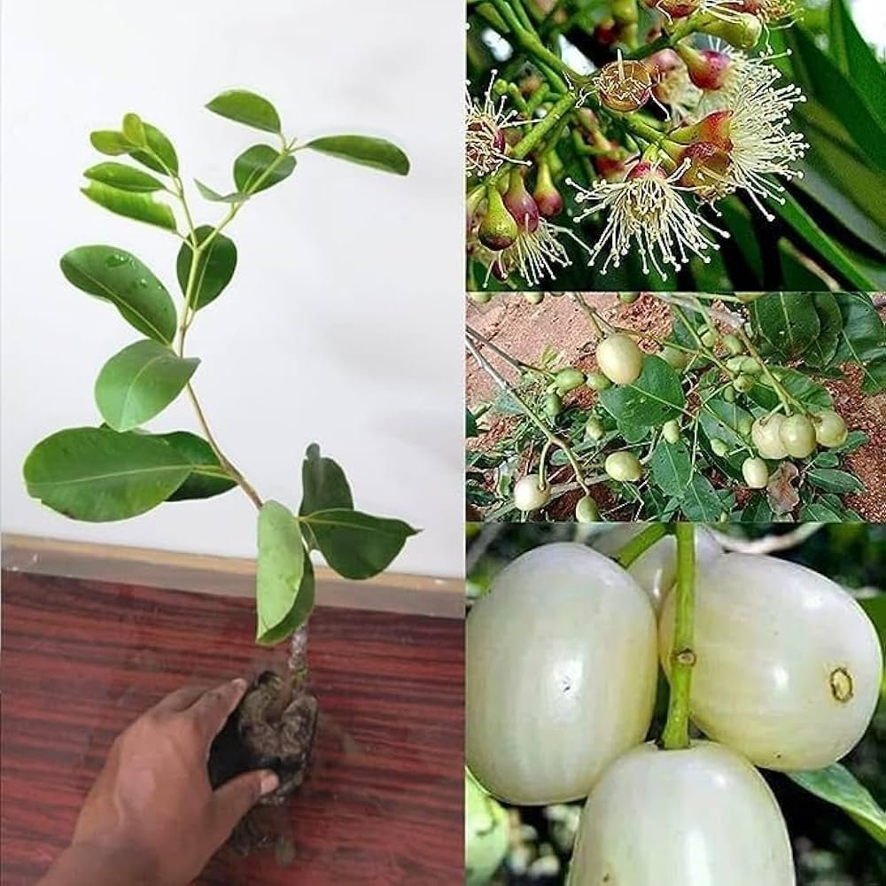 Hybrid White Jamun healthy plant - Image 2