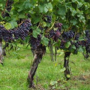 Black Grape Healthy Plant - Image 3