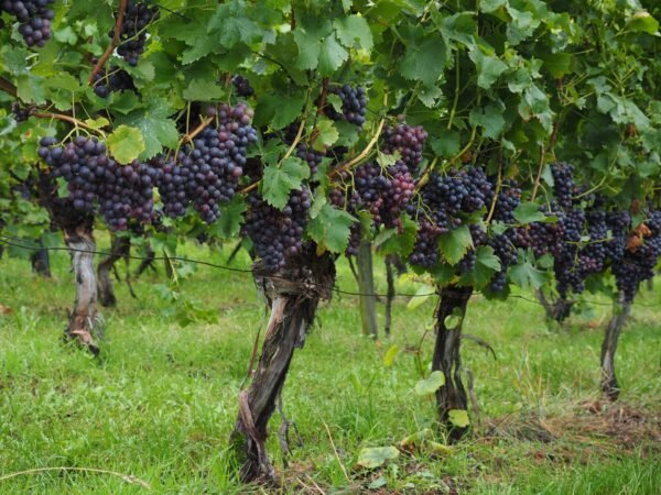 Black Grape Healthy Plant