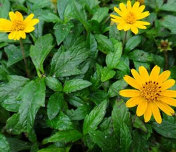 Green Bhangra/Kesuri/Bhringaraj Cut Fresh Leaves