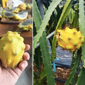 Yellow Dragon Fruit Healthy Rooted Plant - Image 2