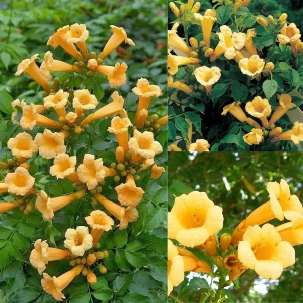 Trumpet Creeping Vine Flower Plant