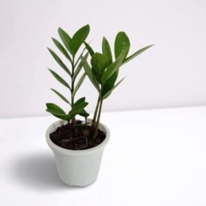 ZZ Dwarf Green Plant For Indoor Living - Image 2