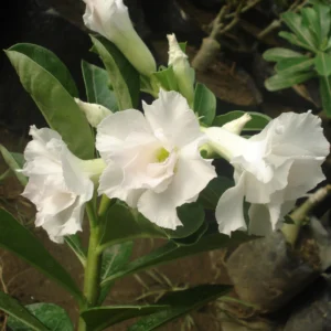 Adenium Healthy Flower PLant - Image 6