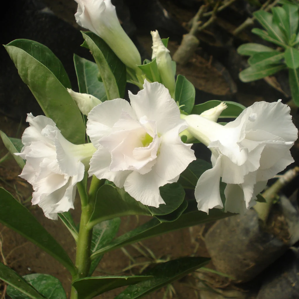 Adenium Healthy Flower PLant - Image 6