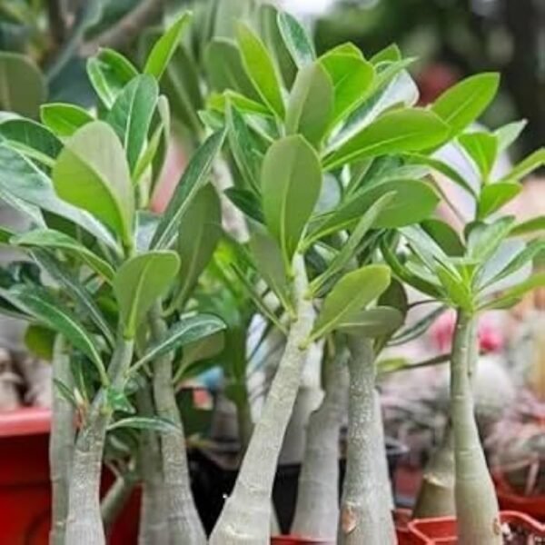 Adenium Healthy Flower PLant