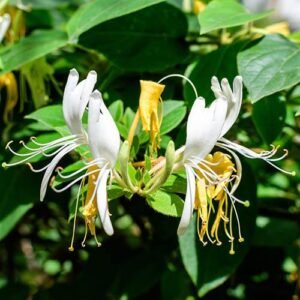 Honeysuckle Vine Flower Healthy Plant - Image 3