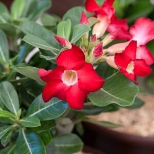 Adenium Healthy Flower PLant - Image 5
