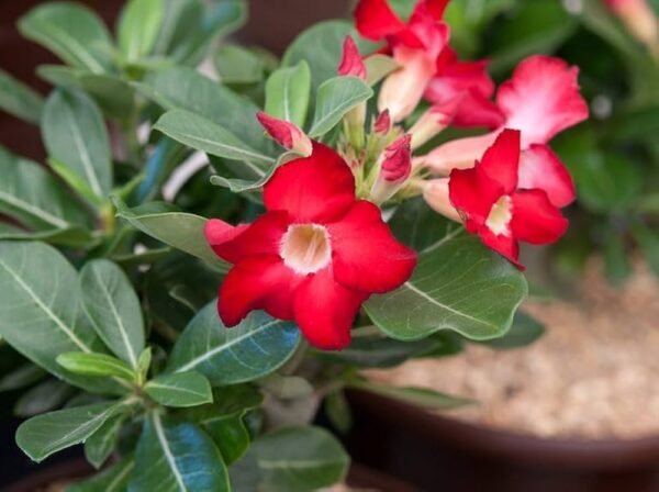 Adenium Healthy Flower PLant