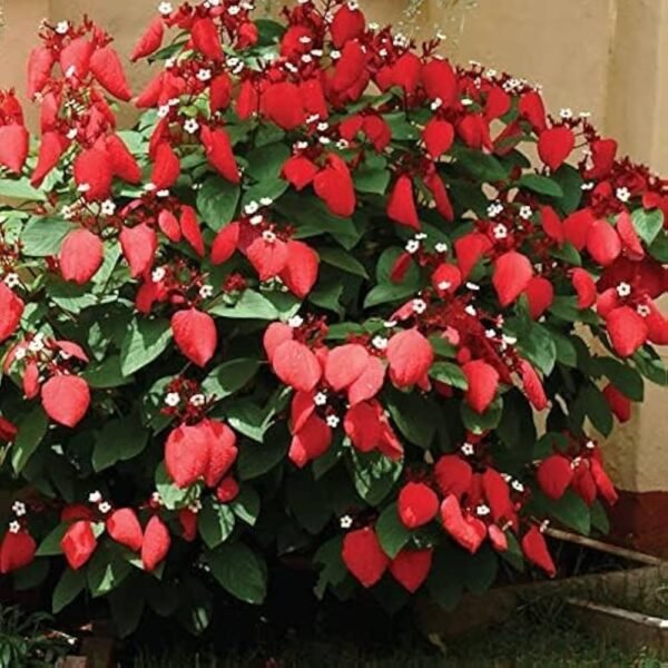 Mussaenda Healthy Flower Plant