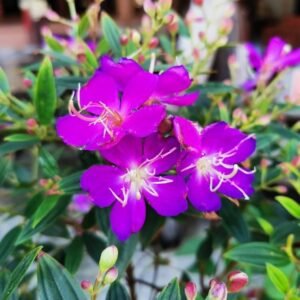 Begum Bahar/ Tibouchina Semidecandra Healthy Flower Plant - Image 2