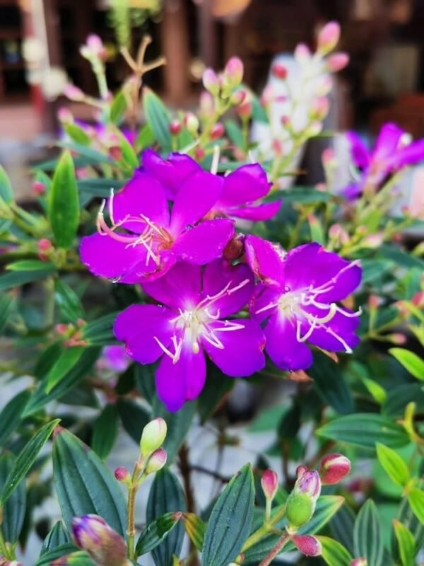 Begum Bahar/ Tibouchina Semidecandra Healthy Flower Plant