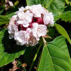 Hazari Mogra Flower Healthy Plant - Image 2