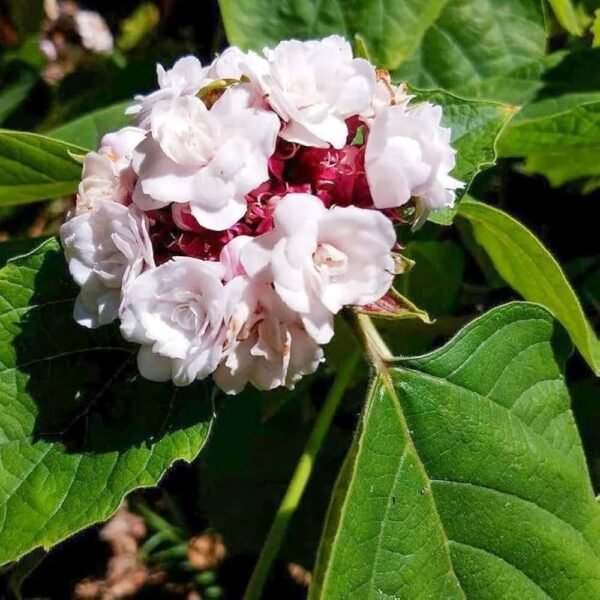 Hazari Mogra Flower Healthy Plant