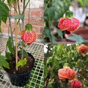 Lantern Hibiscus Flower Healthy PLant - Image 2