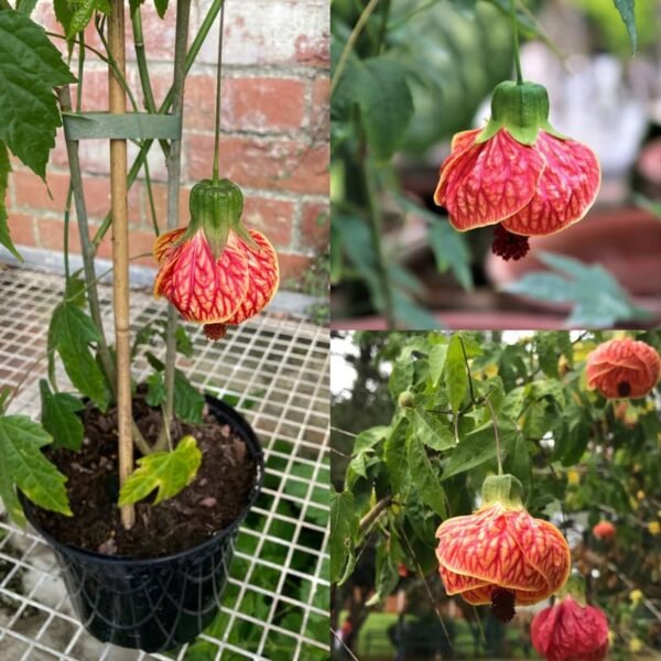 Lantern Hibiscus Flower Healthy PLant