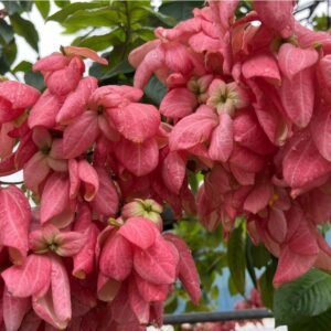 Mussaenda Healthy Flower Plant