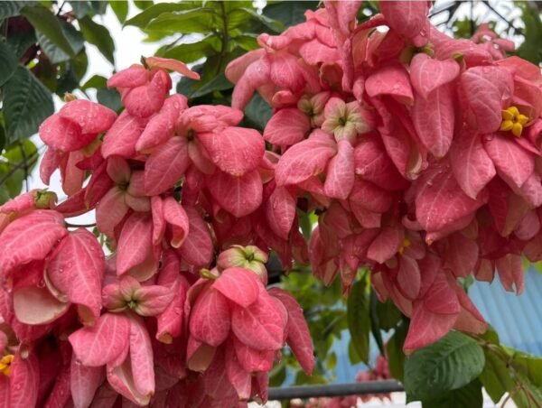 Mussaenda Healthy Flower Plant