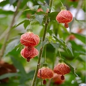 Lantern Hibiscus Flower Healthy PLant - Image 3