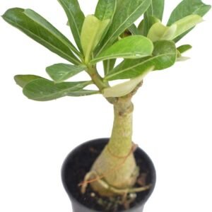 Adenium Healthy Flower PLant - Image 2