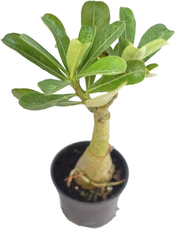 Adenium Healthy Flower PLant