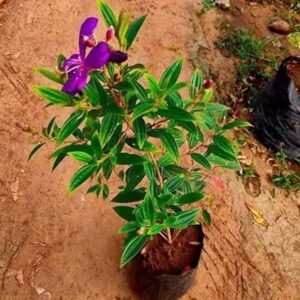 Begum Bahar/ Tibouchina Semidecandra Healthy Flower Plant - Image 3