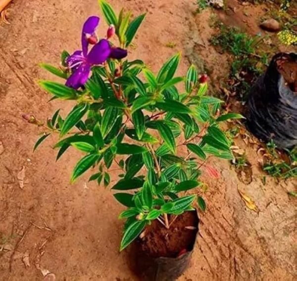 Begum Bahar/ Tibouchina Semidecandra Healthy Flower Plant