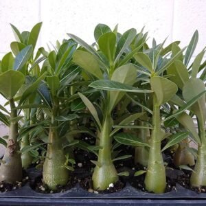 Adenium Healthy Flower PLant - Image 3