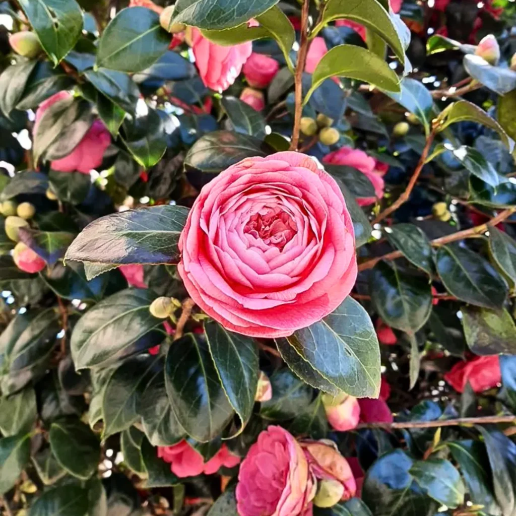 Camellia Japanese Variety Flower Healthy Plant