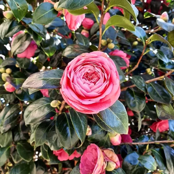 Camellia Japanese Variety Flower Healthy Plant